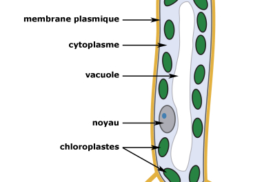 Structure d'une cellule chlorophyllienne - infographie